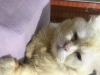 Pure Persian cat sell hobe